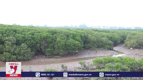 Lợi ích của rừng ngập mặn đối với các xã ven biển