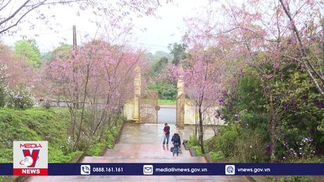 Măng Đen phấn đấu có 1 triệu cây hoa Anh đào