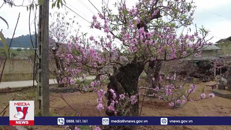 Những vườn đào cổ thụ ở Mộc Châu