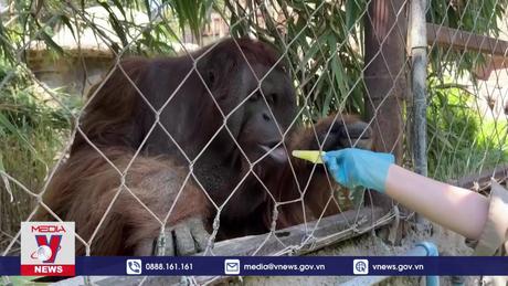 Vườn thú Chile nỗ lực “hạ nhiệt” cho thú nuôi