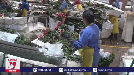Sôi động thị trường hoa hồng Colombia dịp Lễ Tình nhân