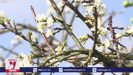 Hoa mận khoe sắc trắng tinh khôi trên cao nguyên Mộc Châu