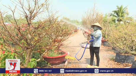 Sát Tết, người trồng mai ở TP.HCM vẫn thấp thỏm