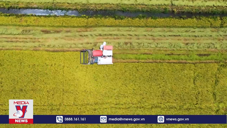 Việt Nam trúng thầu 300.000 tấn gạo xuất sang Indonesia