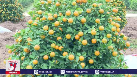 Người trồng quất Nam Định phấn khởi đón Tết