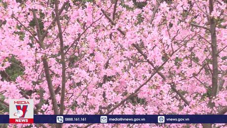 Hoa anh đào khoe sắc tại Hong Kong (Trung Quốc)