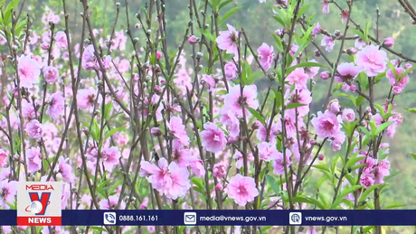 Vựa đào Xứ Lạng vào Xuân