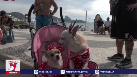 Độc đáo Carnival chó ở Brazil