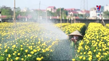 Góc nhìn Vnews: Hoa - tài phúc năm Giáp Thìn