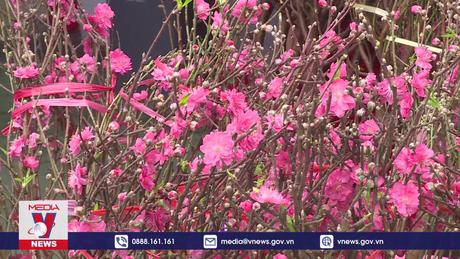 Nhộn nhịp chợ hoa Tết ở Hong Kong (Trung Quốc)