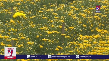 Nhộn nhịp làng nghề trồng hoa Phù Liễn, Hải Dương 