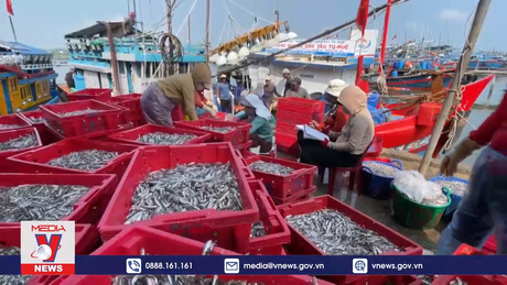 Ngư dân Quảng Ngãi trúng đậm phiên biển cuối năm