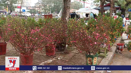 Ế ẩm đào Tết