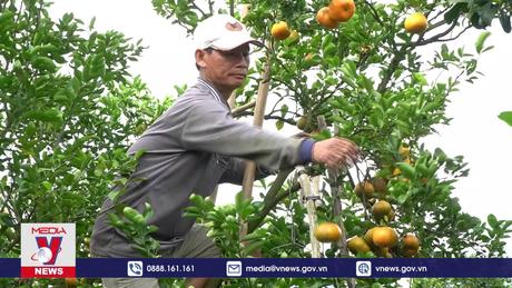 Người dân Lai Vung thu hoạch quýt hồng đặc sản