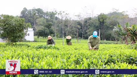 Xứ trà sôi động thị trường Tết