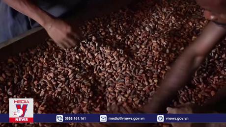 Giá cacao toàn cầu lên mức cao kỷ lục