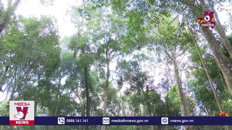 Đón Tết giữa rừng 