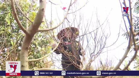 Hoa đào Nhật Tân mang lại hiệu quả kinh tế cao ở Đắk Lắk 