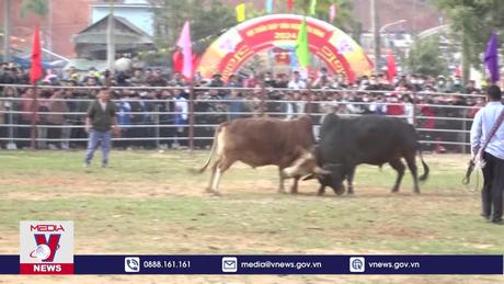 Hội chọi bò đầu Xuân tại huyện vùng cao Điện Biên Đông