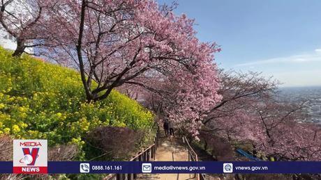 Hoa anh đào khoe sắc trong nắng Xuân tại Nhật Bản