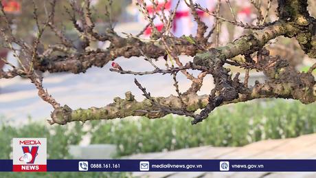 Chiêm ngưỡng cây đào thất thốn tiền tỉ ở Hà Nội