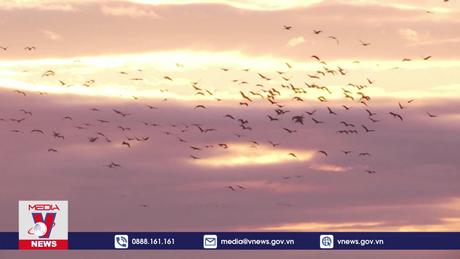 LHQ báo động nguy cơ đối với các loài di cư