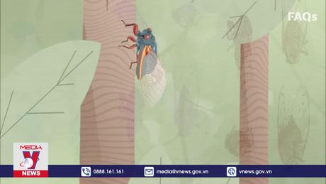 Hơn nghìn tỷ con ve sầu sắp 