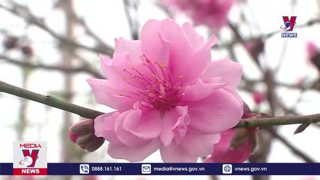 Thú chơi hoa tết 3 miền 