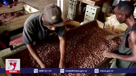 Giá sôcôla sẽ tăng cao trong dịp Lễ Tình nhân tới