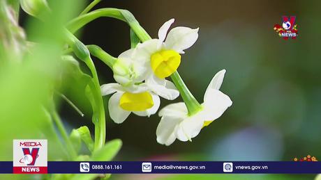 Hoa thủy tiên – Thú chơi mang triết lý nhân sinh 