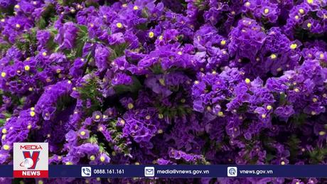 Colombia sẵn sàng nguồn cung hoa hồng cho ngày Lễ tình nhân