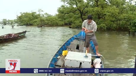 Sống bền vững cùng rừng ngập mặn
