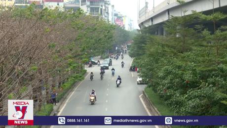 Cây xanh và lời giải ô nhiễm đô thị