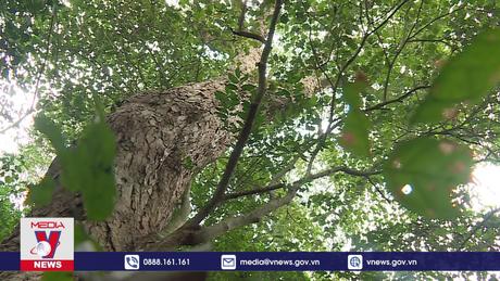 Giữ rừng từ hương ước thôn bản