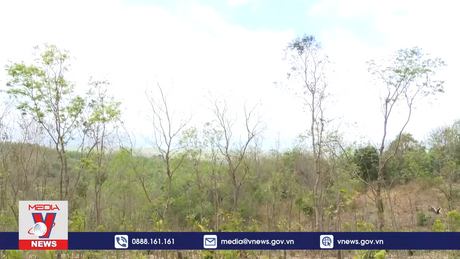 Nơi bảo tồn nguồn gen quý của cây gỗ trắc