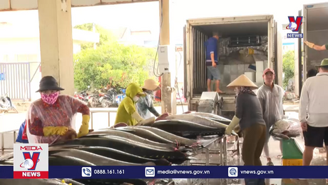 Ngư dân Phú Yên về bờ sau chuyến biến xuyên Tết 