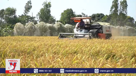 Nông dân Đồng Tháp thu hoạch lúa Đông Xuân sau Tết 