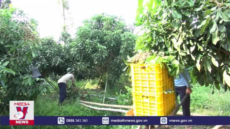 Thu hơn 14 triệu USD từ xuất khẩu nhãn