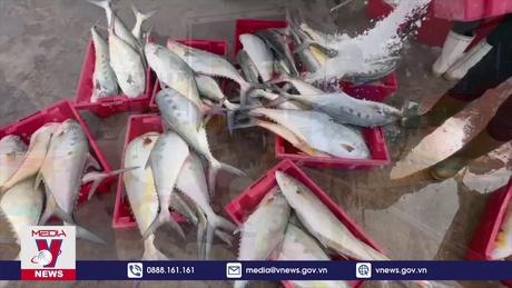 Ngư dân Quảng Trị phấn khởi vì trúng “lộc biển” đầu năm
