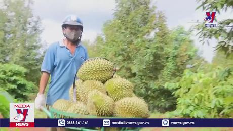 Trung Quốc nhập khẩu sầu riêng Việt Nam tăng cao 
