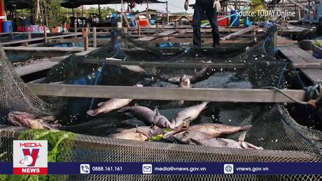 An ninh lương thực nhìn từ trại cá thông minh