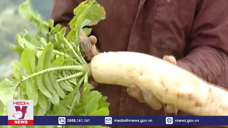 Hà Giang xuất khẩu củ cải muối sang Nhật Bản