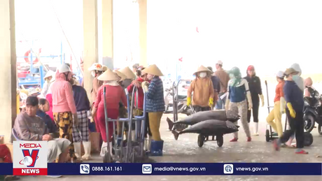 Ngư dân Nam Trung Bộ bội thu mùa cá ngừ