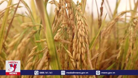 Vui buồn vụ lúa Đông xuân ở Cần Thơ