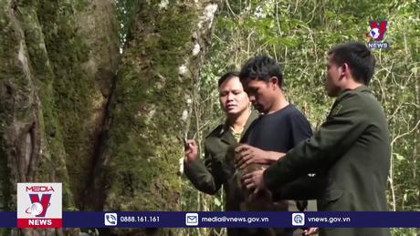 Hà Giang thả cá thể khỉ vàng quý hiếm về tự nhiên  