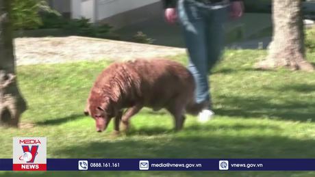 Thu hồi danh hiệu “chú chó già nhất thế giới”