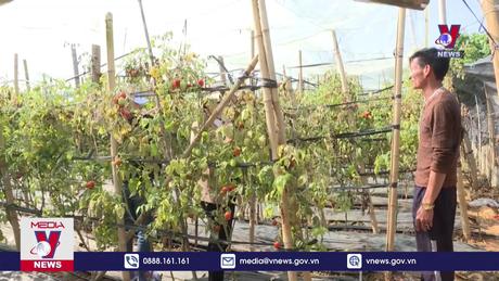 Sơn La phát hiện sâu đục lá Nam Mỹ trên cây cà chua 