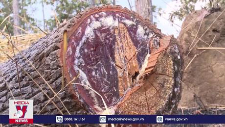Gia Lai phát hiện một vụ phá rừng có tổ chức