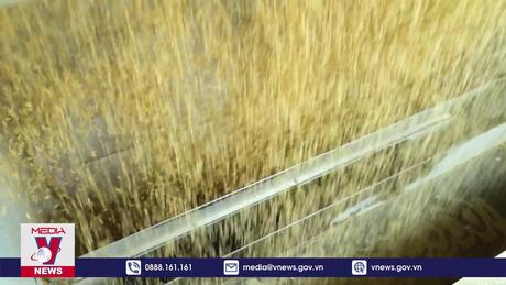 Giá gạo Việt Nam mất vị trí cao nhất thế giới