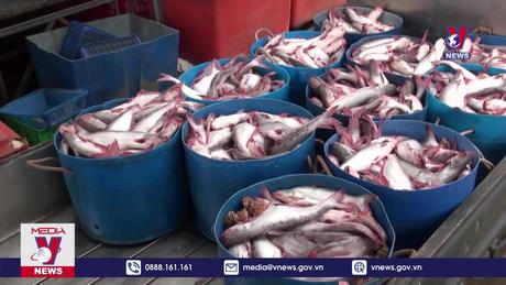 Bản tin thời sự 8h ngày 26/02/2024